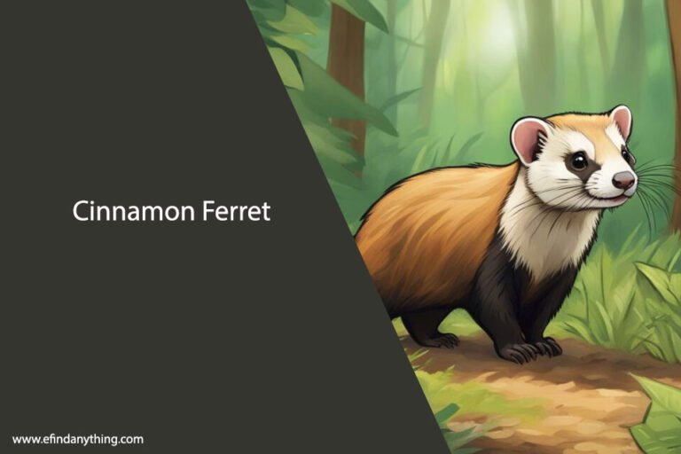 Cinnamon Ferret