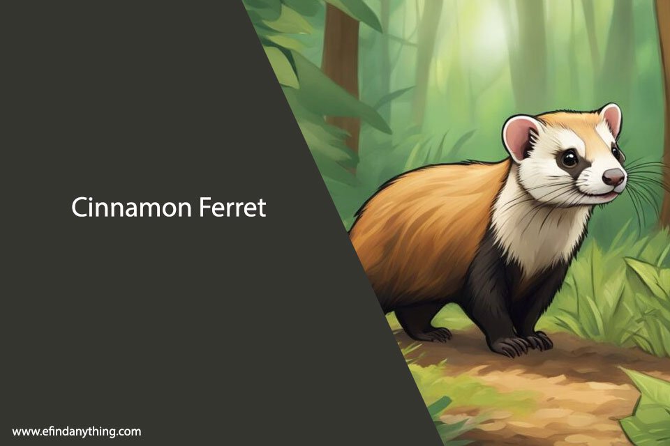 Cinnamon Ferret: Facts, Care, and Characteristics