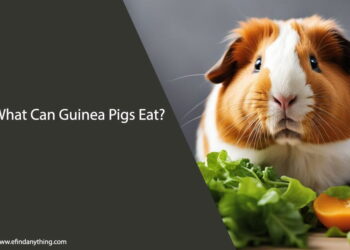 What Can Guinea Pigs Eat