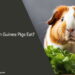 What Can Guinea Pigs Eat