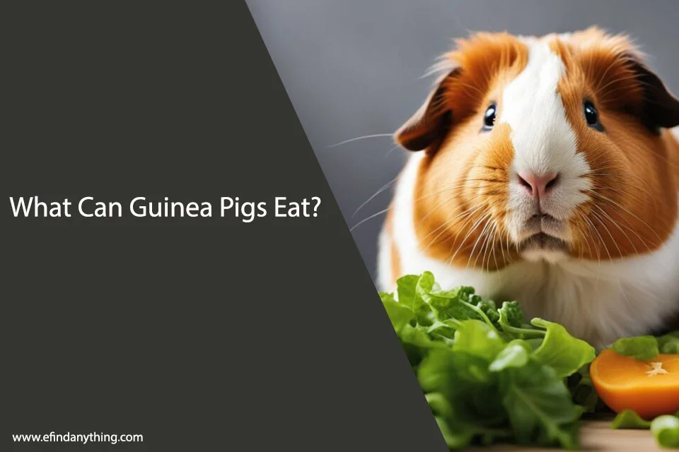 What Can Guinea Pigs Eat