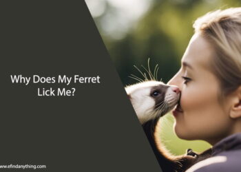 Why Does My Ferret Lick Me