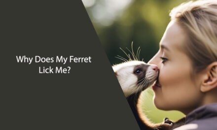 Why Does My Ferret Lick Me? Explained