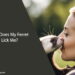Why Does My Ferret Lick Me