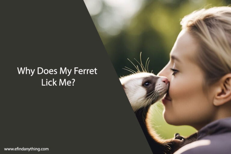 Why Does My Ferret Lick Me
