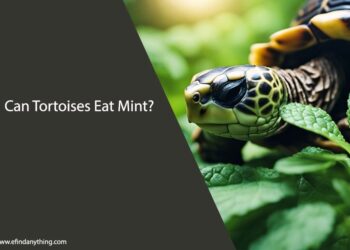 Can Tortoises Eat Mint