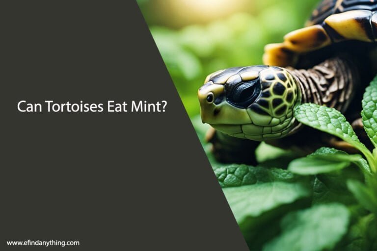 Can Tortoises Eat Mint