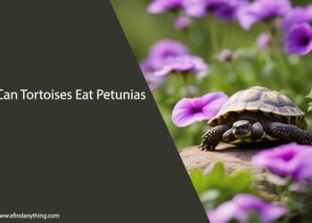 Can Tortoises Eat Petunias