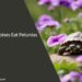 Can Tortoises Eat Petunias