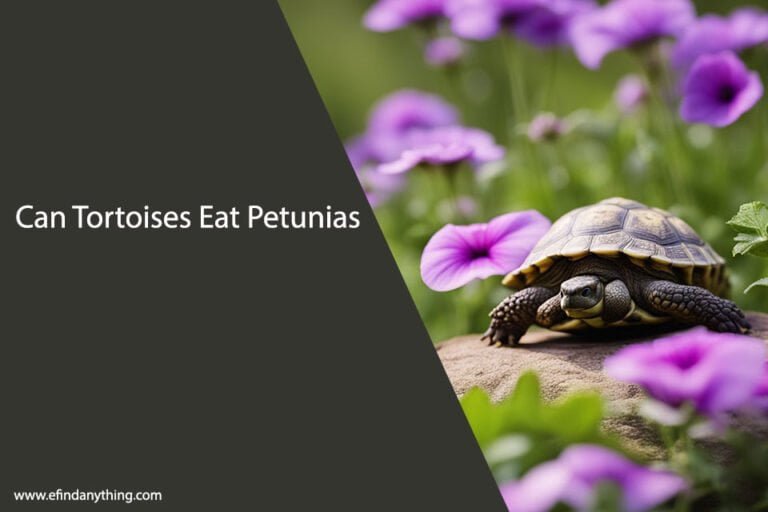 Can Tortoises Eat Petunias