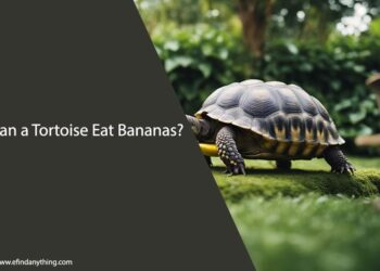 Can a Tortoise Eat Bananas