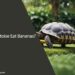Can a Tortoise Eat Bananas