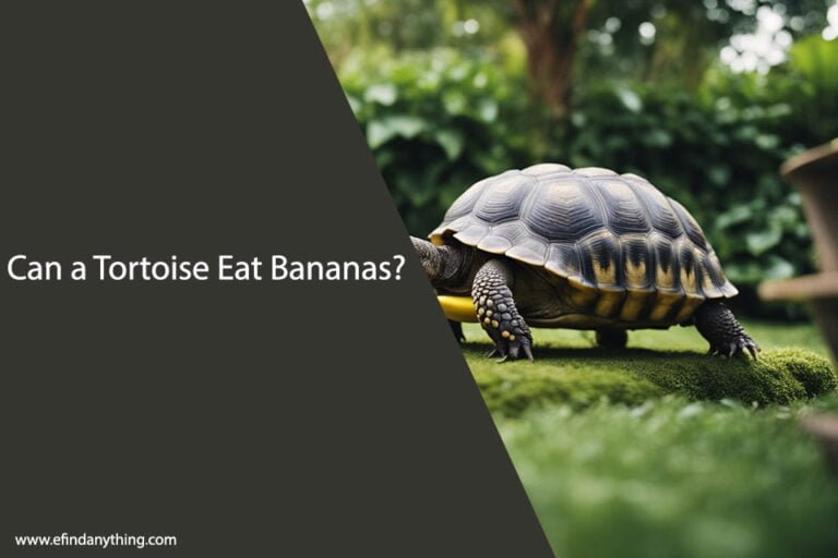 Can a Tortoise Eat Bananas