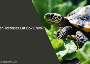 Can Tortoises Eat Bok Choy