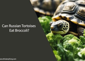 Can Russian Tortoises Eat Broccoli