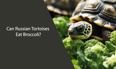 Can Russian Tortoises Eat Broccoli?