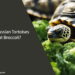 Can Russian Tortoises Eat Broccoli