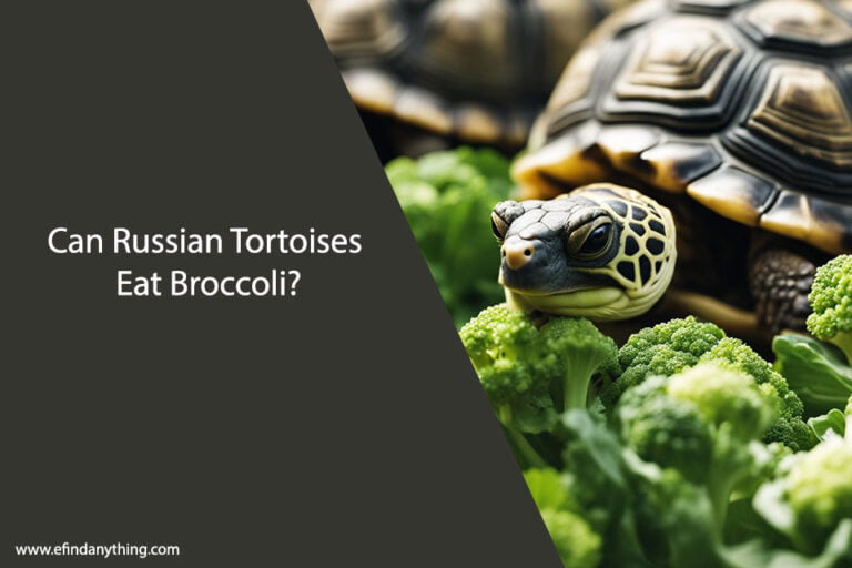 Can Russian Tortoises Eat Broccoli