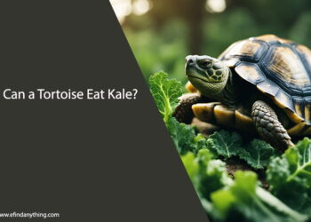 Can a Tortoise Eat Kale