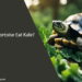 Can a Tortoise Eat Kale