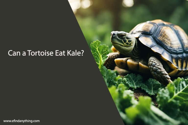 Can a Tortoise Eat Kale