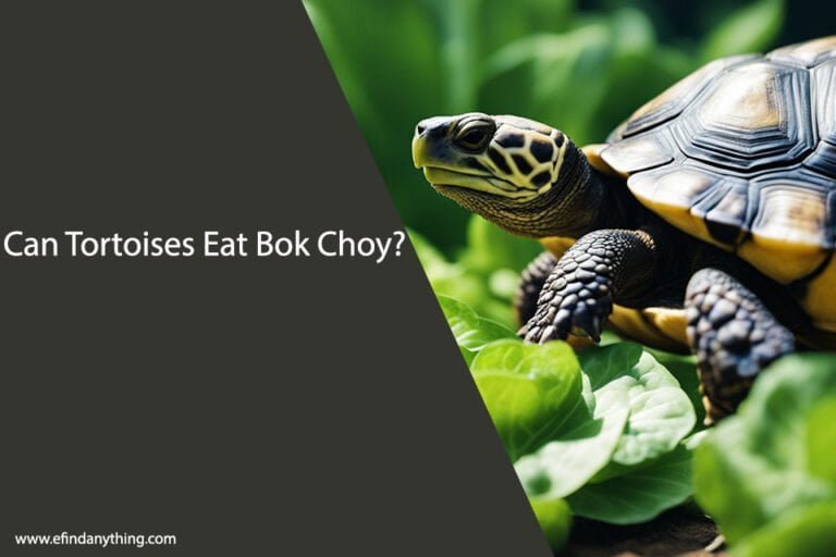 Can Tortoises Eat Bok Choy