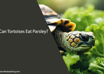 Can Tortoises Eat Parsley