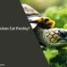 Can Tortoises Eat Parsley