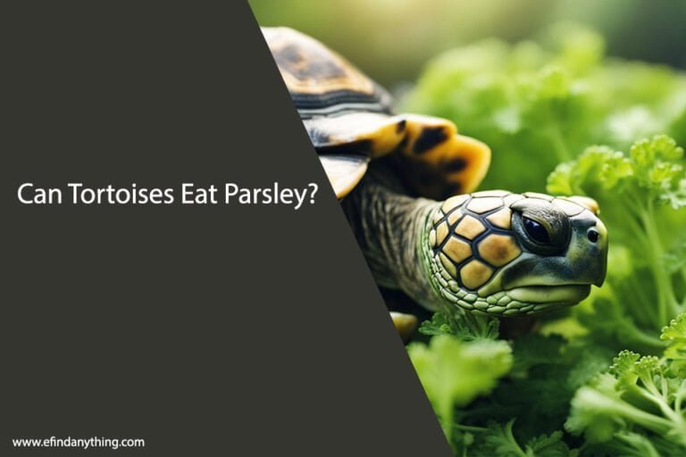 Can Tortoises Eat Parsley