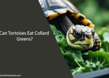 Can Tortoises Eat Collard Greens