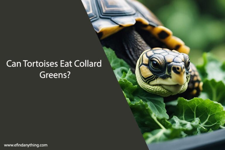 Can Tortoises Eat Collard Greens
