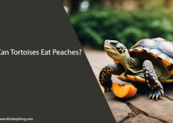 Can Tortoises Eat Peaches