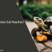 Can Tortoises Eat Peaches