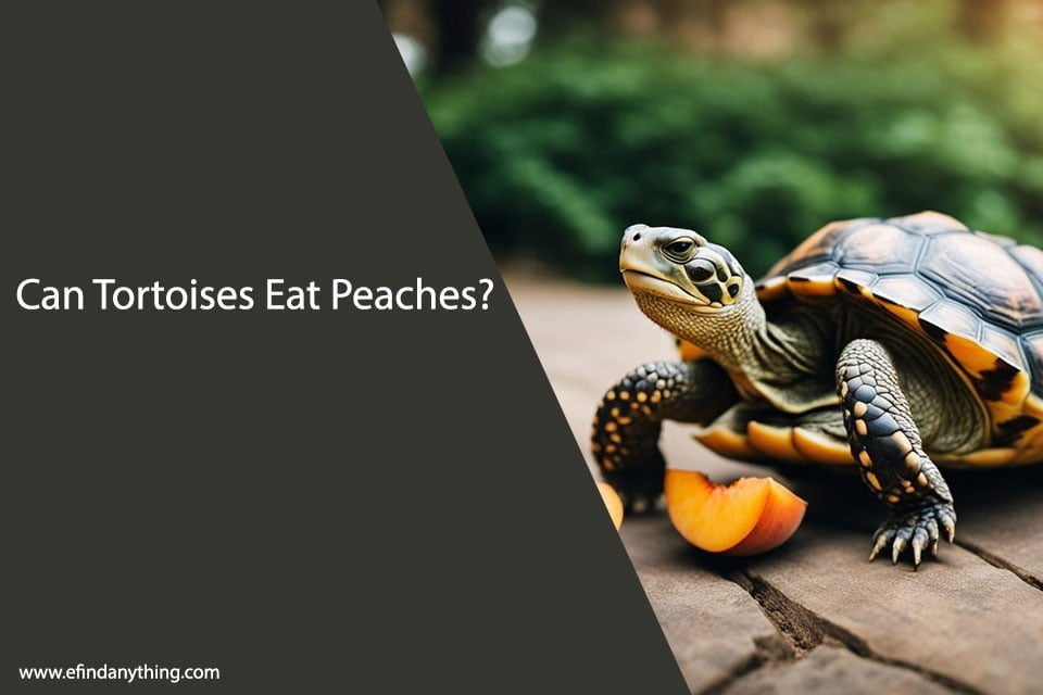 Can Tortoises Eat Peaches?