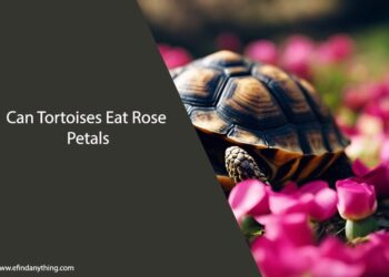 Can Tortoises Eat Rose Petals