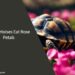 Can Tortoises Eat Rose Petals
