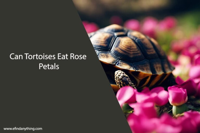 Can Tortoises Eat Rose Petals