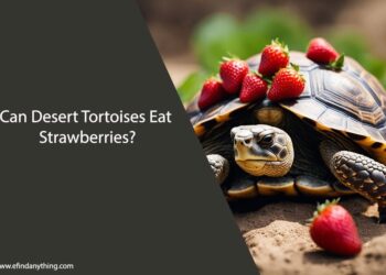 Can Desert Tortoises Eat Strawberries