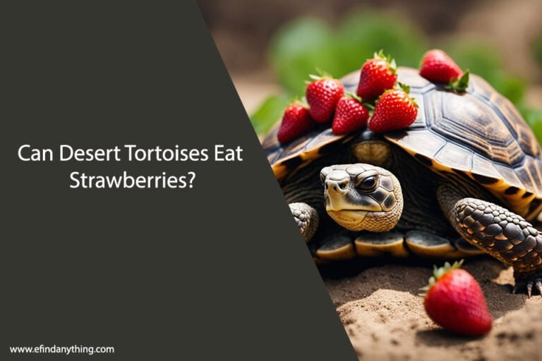 Can Desert Tortoises Eat Strawberries