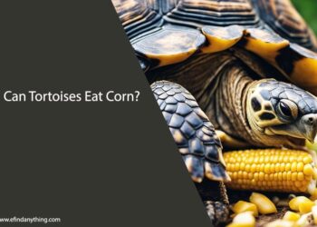 Can Tortoises Eat Corn
