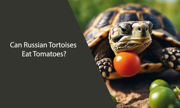 Can Russian Tortoises Eat Tomatoes?