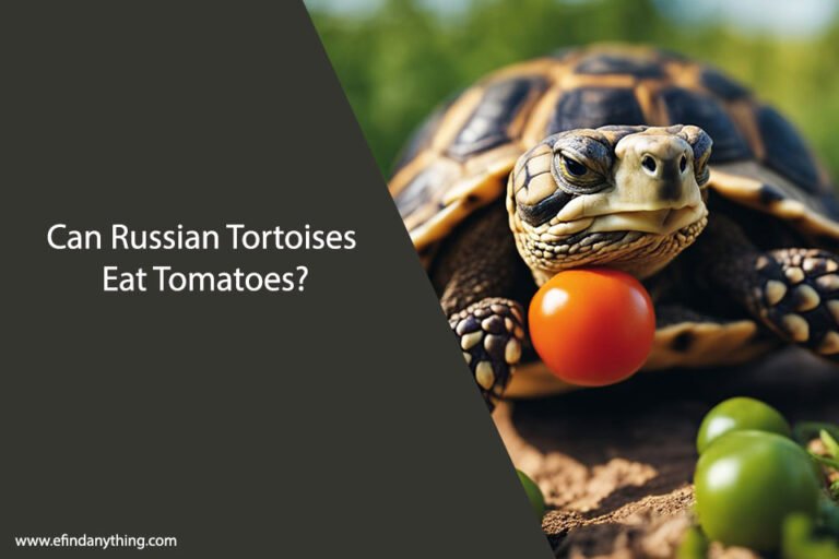Can Russian Tortoises Eat Tomatoes