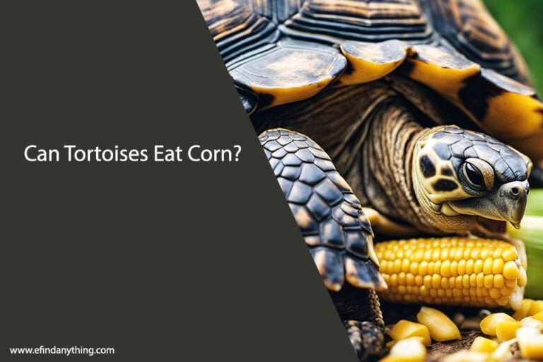 Can Tortoises Eat Corn