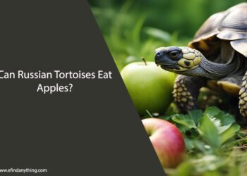 Can Russian Tortoises Eat Apples