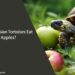 Can Russian Tortoises Eat Apples