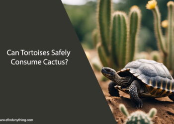 Can Tortoises Eat Cactus