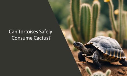 Can Tortoises Eat Cactus?