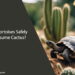 Can Tortoises Eat Cactus