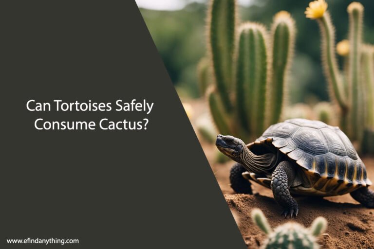 Can Tortoises Eat Cactus