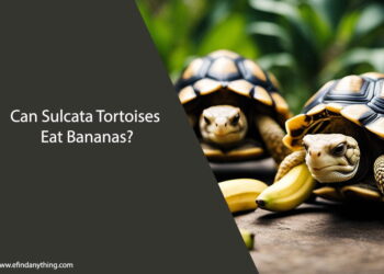 Can Sulcata Tortoises Eat Bananas